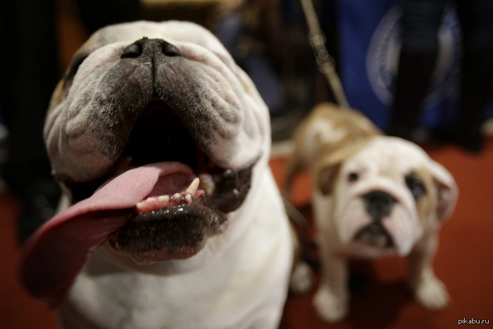 The most popular dog breeds in the US in 2012 - Pictures and photos