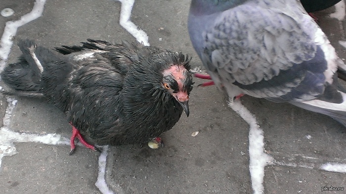 ����������� ��� ����������...