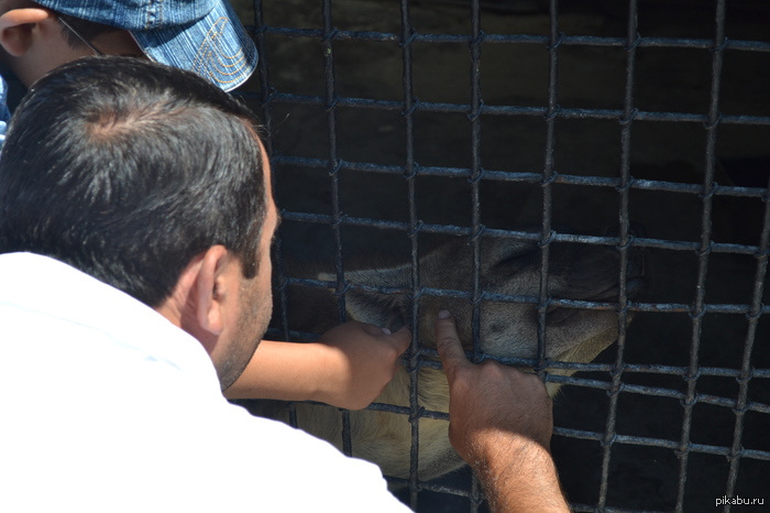 ��� ����� �����