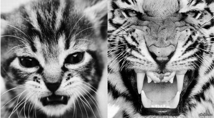 такие разные, такие одинаковые..