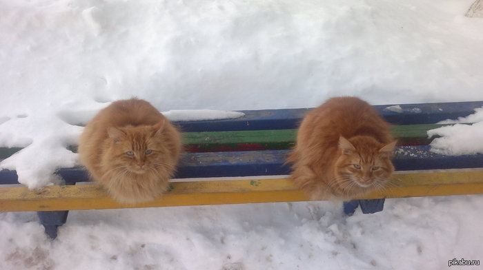 ����-������ ���������