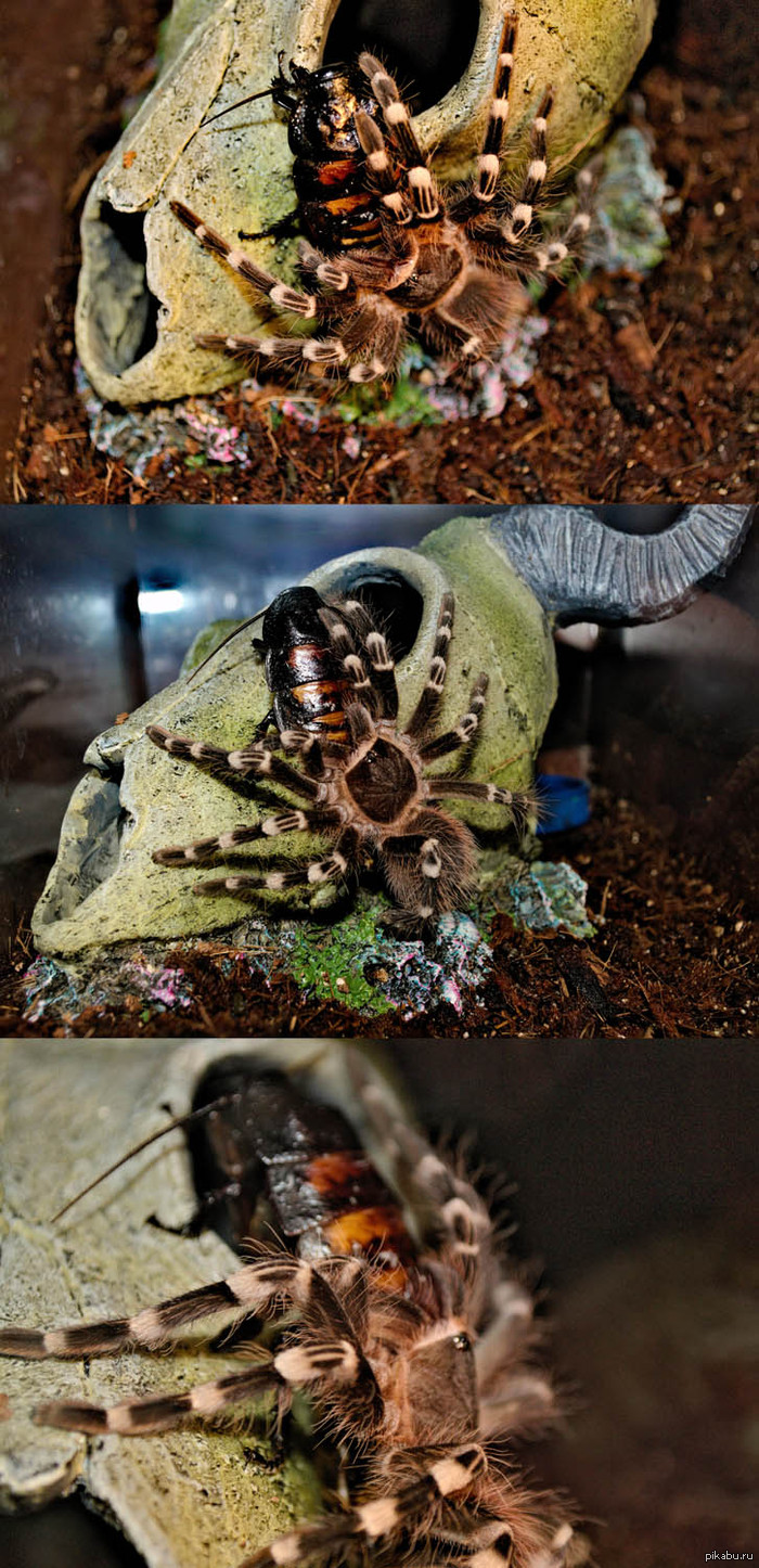    (Acanthoscurria geniculata) 