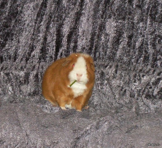 � �� ������ ����� ��������?