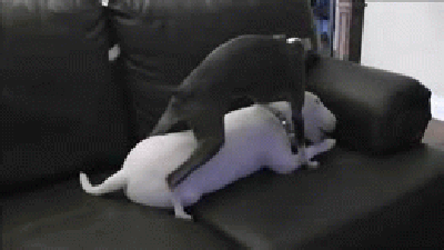 Adult Jokes Gif