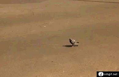 Непоколебимый