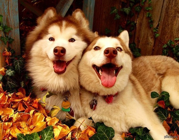 Всем улыбок!:)