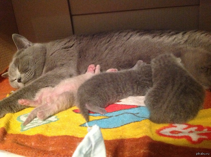 ��� ������ :3