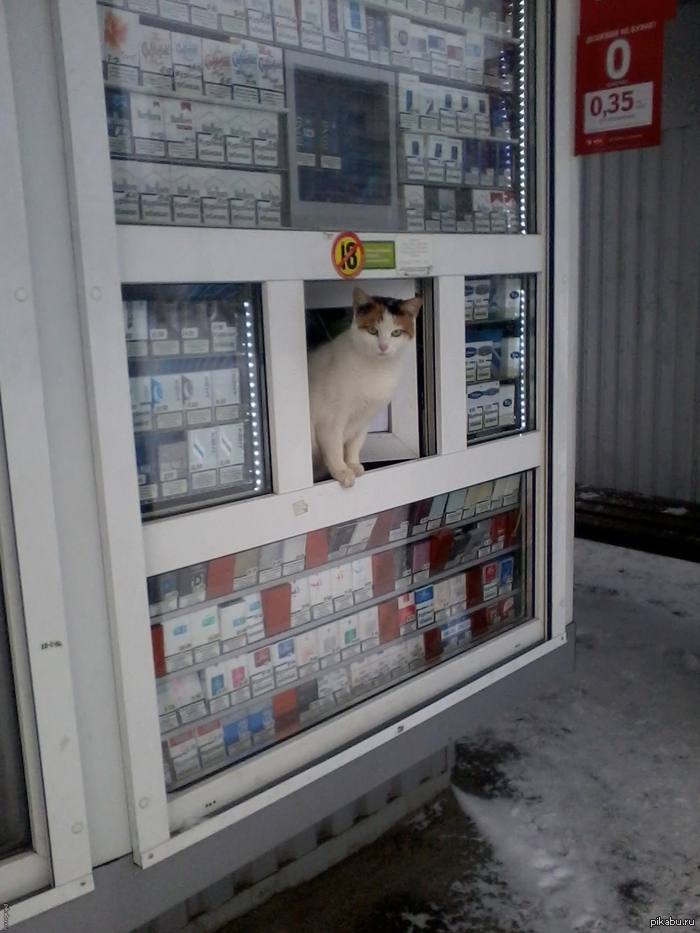 Кот-торговец