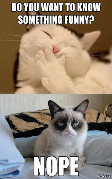 Cats мемы. Кот Мем. Мемы с кошками. Кошка meme. Grumpy Cat memes.