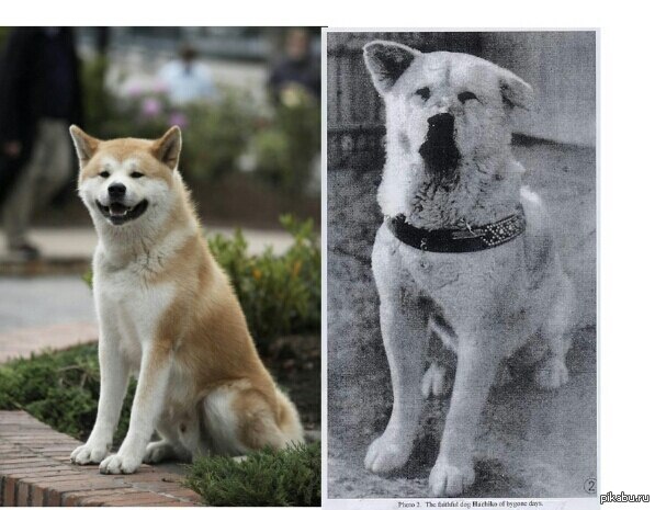 Настоящий хатико. Хатико 1925. Хатико реальная история собаки. Собака Хатико настоящий. Настоящий хозяин Хатико.