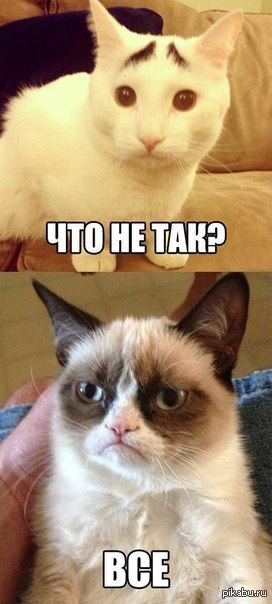 Что не так? - Картинки и фото, Кот, Grumpy Cat, Картинка с текстом