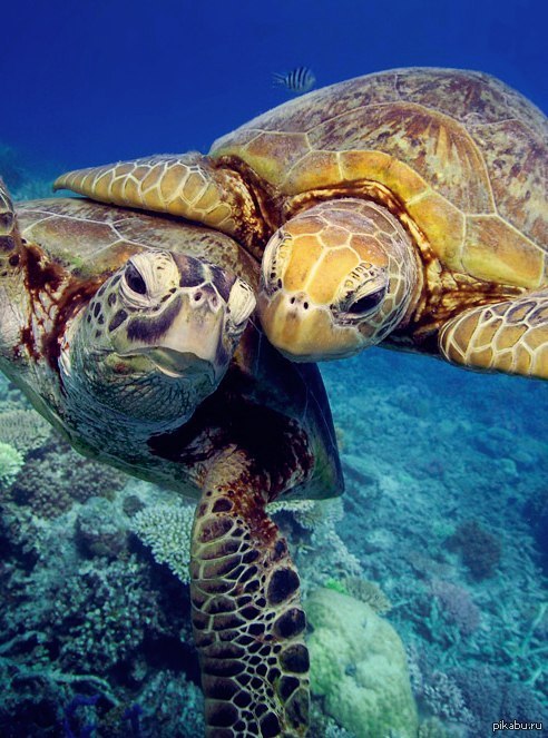 Черепахи живут 300. Морская черепаха. Зелёная черепаха. Самые красивые черепахи. Самая красивая черепаха в мире.