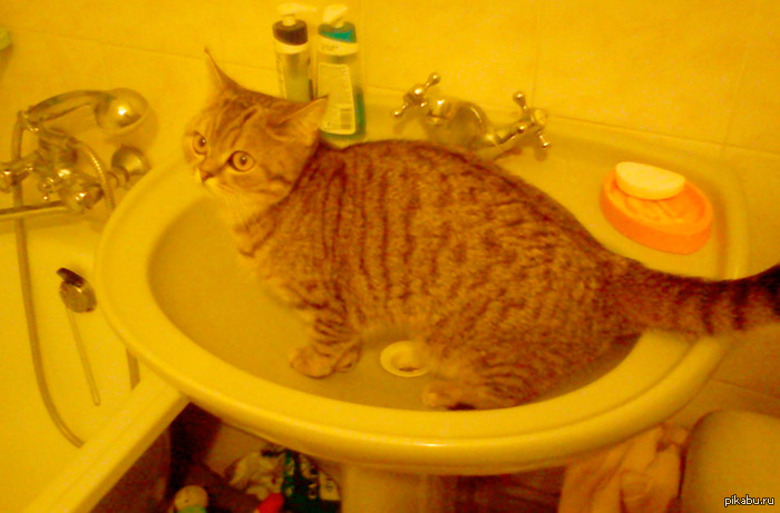 Захожу только что в ванную, а там кот!