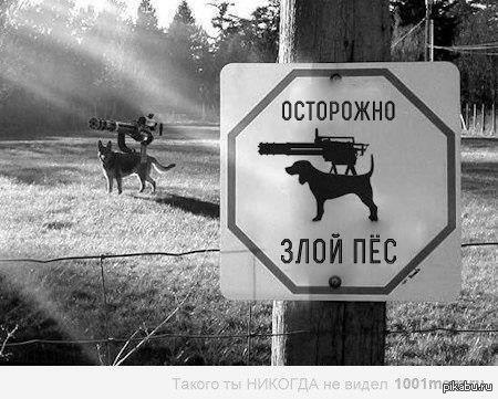 злой пес | Пикабу