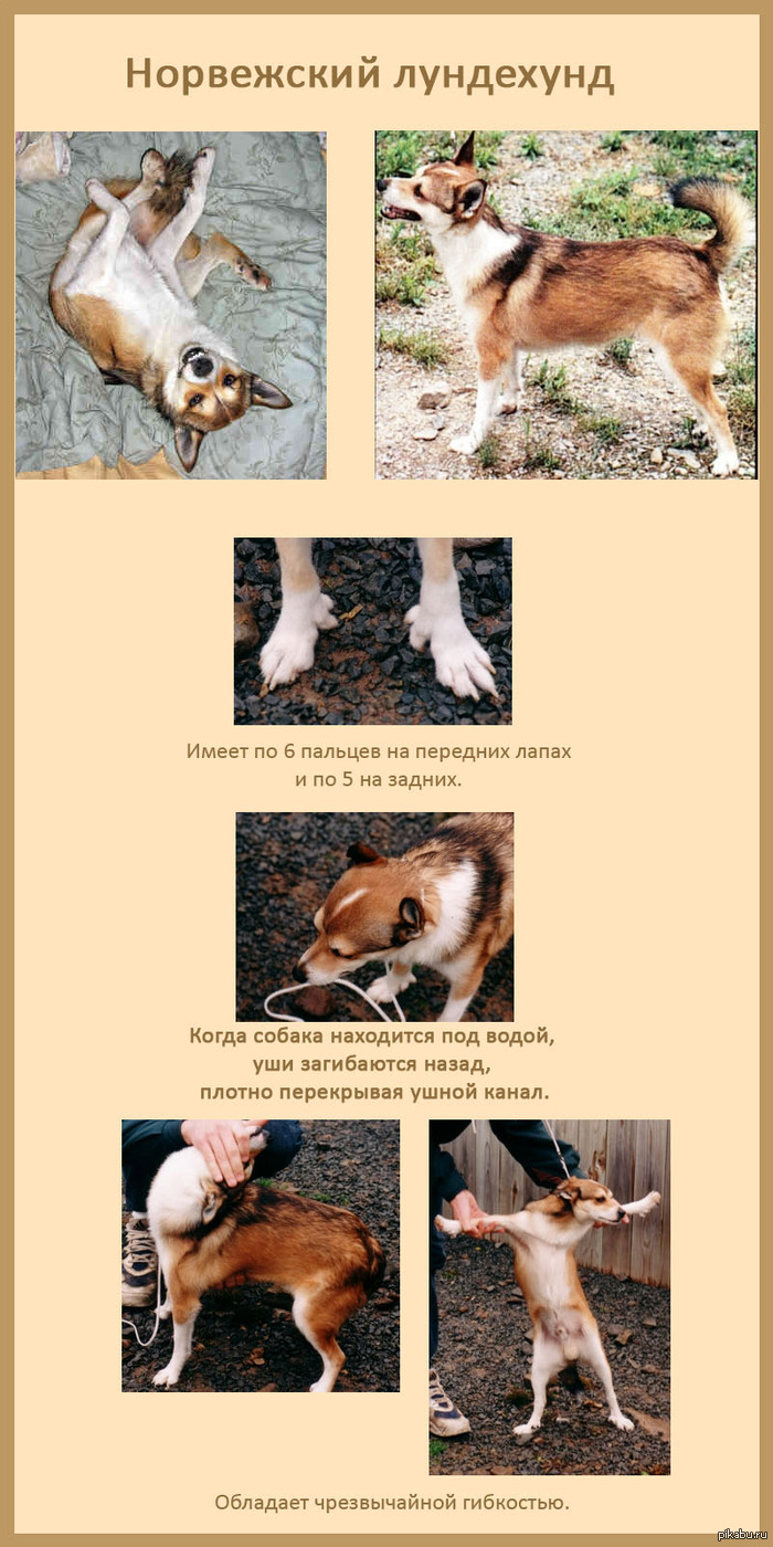 ���������� ���������