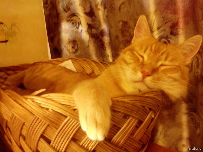 Спящая котейка