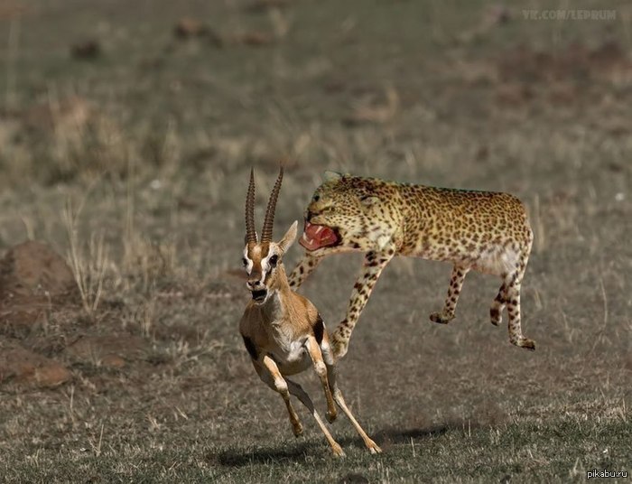Стой олененок! Пойдем дунем олененок!