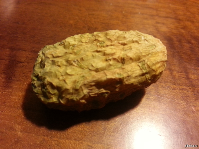 У кого-то апельсин, а у меня бешеный огурец! Ему уже 12 лет.