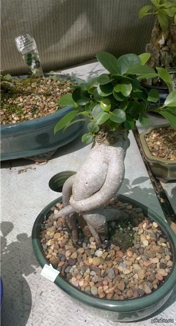 ����������� ���� �������� �������� �� �������