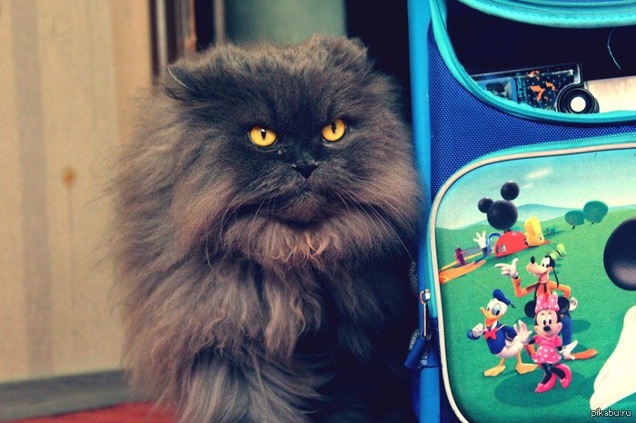 ��� �������