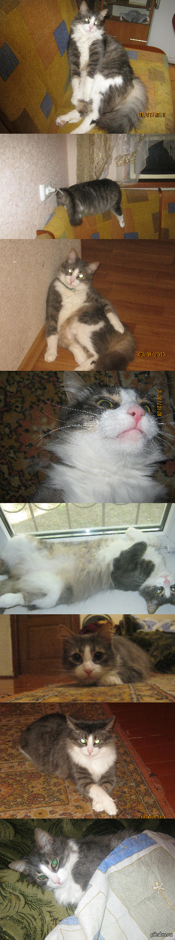 Решил показать вам своего котейку (длиннопост)