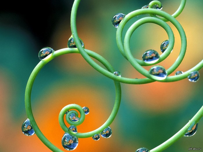  ... Drops on Passion Flower Tendrils, Italy
