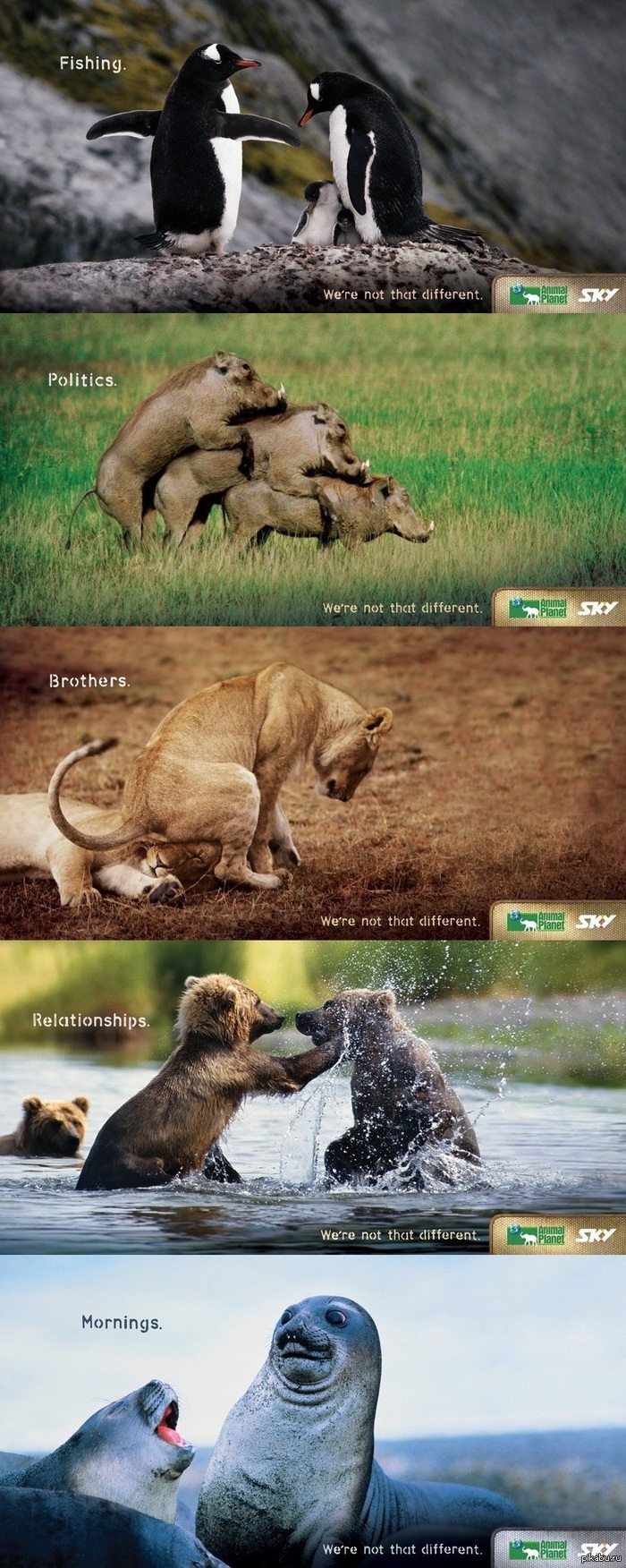 Animal Planet: "Не такие уж мы и разные"