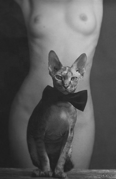 What an amazing cat... - NSFW, Interesting