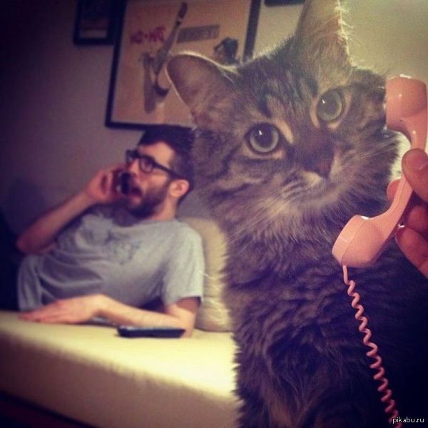 Мужчина киса. Кот с мобильником. Гот разговаривает то телефону. Кот с телефоном. Кот с трубкой.