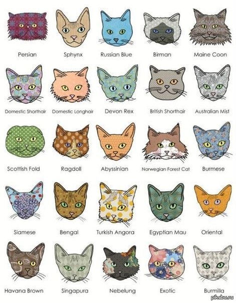 Любителям котов на заметку :3