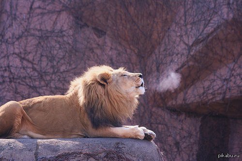 Техника дыхания льва. Львы описание животных. Как дышит лев. Как дышит лев. Лев в прыжке.