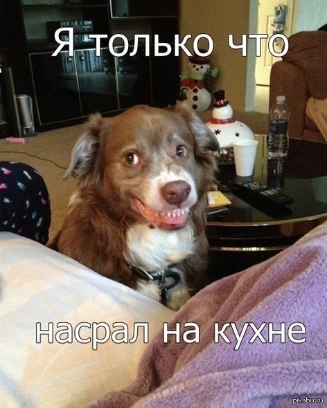 Из вк | Пикабу