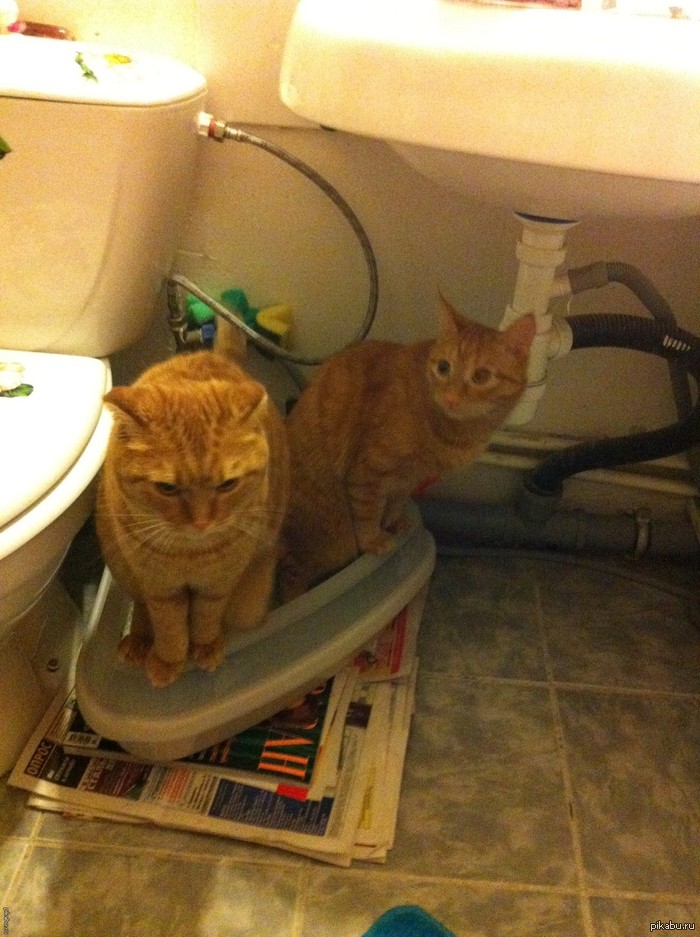 Однокакашники