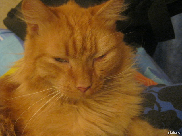 Мой кот заболел! Помогите! | Пикабу