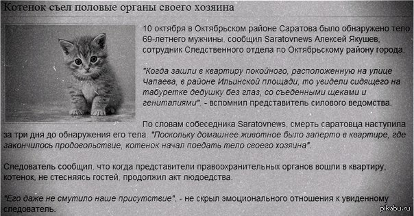 Почему кошка съедает своих котят. В Саратове 12 кошек съели своего хозяина.