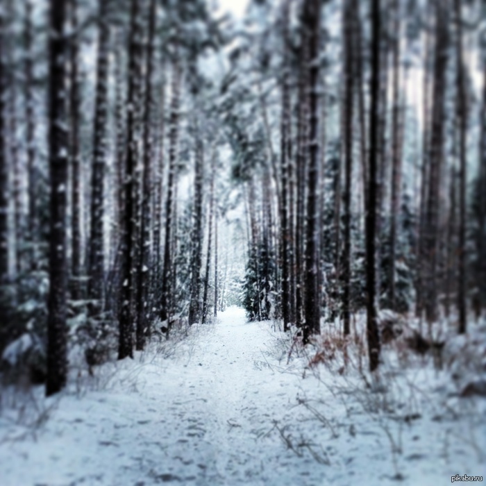 Дорога в лес*-*