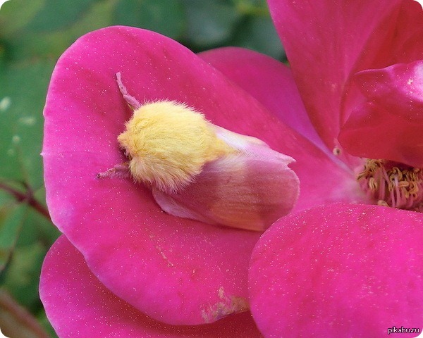 Розовая моль