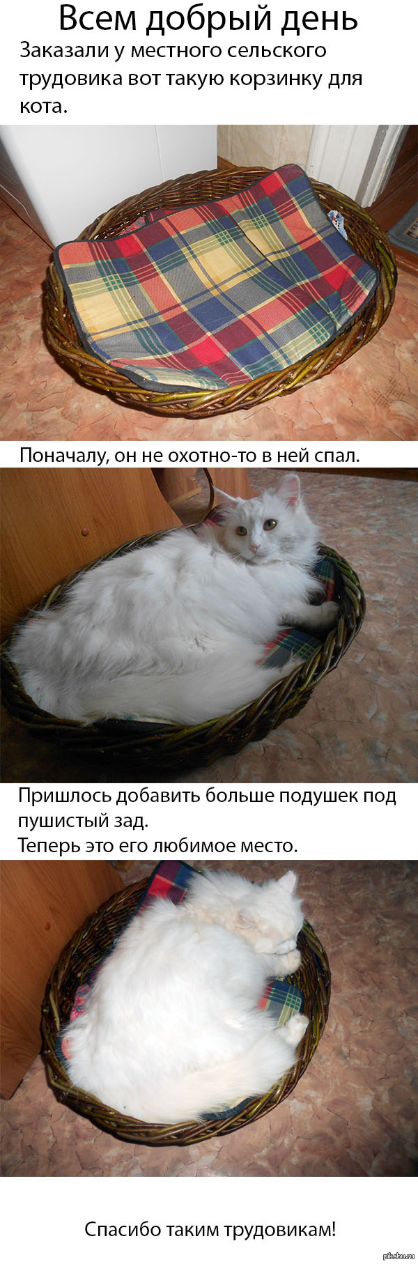 Кот Тимофей и его корзинка