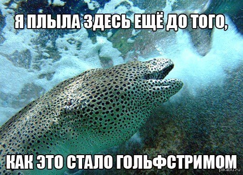 Рыба еще эта