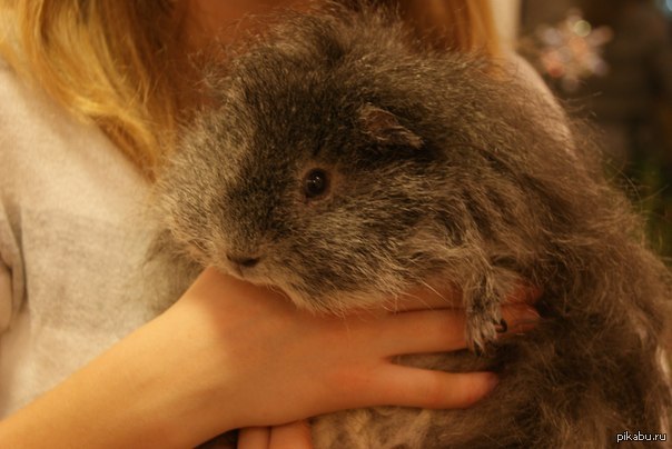 моя серая няшка:3