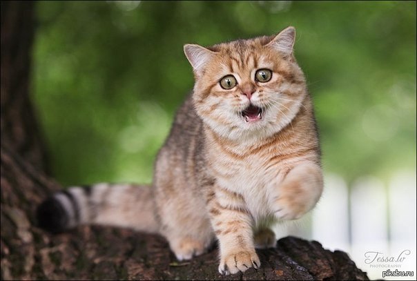 Котейка | Пикабу