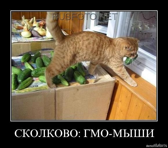Кот и огурец приколы