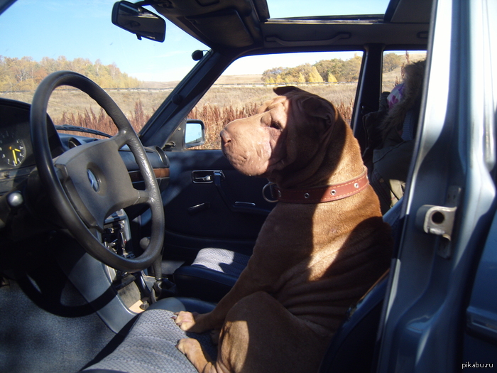 ������ �� PIKABU, ������ ��� ������ ��������!