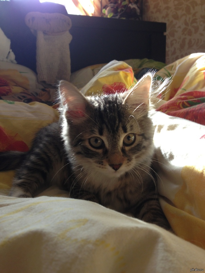 ���� ���������� �������� !