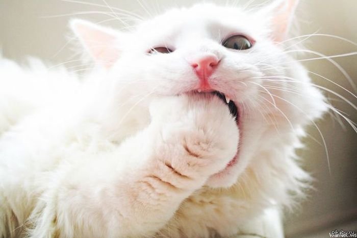 Когда ешь БИГМАК!