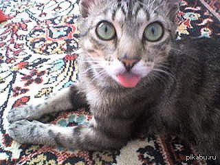 Нашел старую фотографию своего кота...