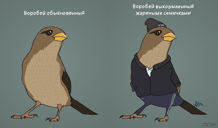 Воробей | Пикабу