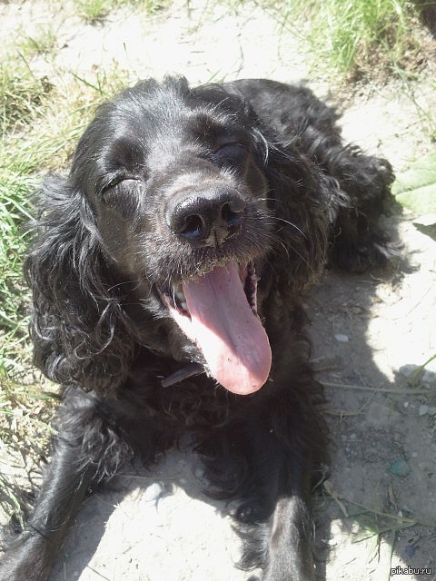 Hello sunshine with my smile dog) - My, Pictures and photos