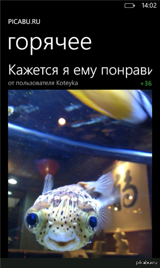 Встречайте! Pikabu для Windows Phone!!! Спасибо тестерам пикабу, которые помогали нам в создании этого приложения! Делимся итогами стараний