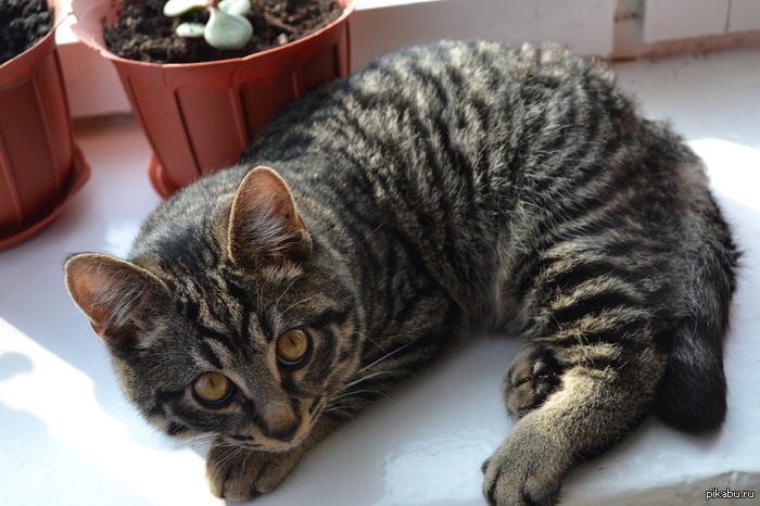 Хочу познакомить Вас с моим котиком,которому недавно исполнился год :)) Зовут Кузя, мама - курильский бобтейл